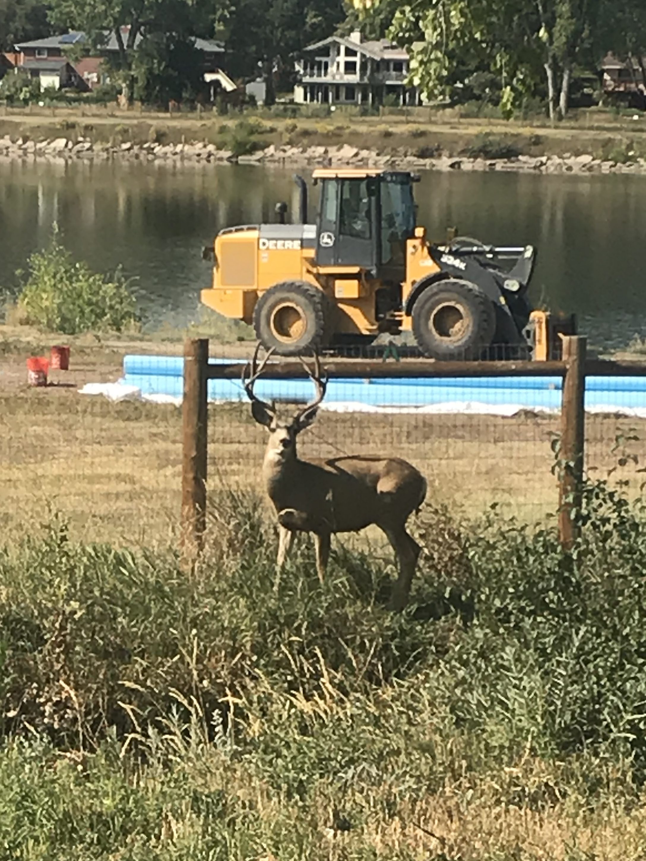 From ConsolidatedNeighbors.org: 
A stag is seen alongside many other deer who are walking and grazing alongside the ditch that will soon entrap them rather than provide safe passage (per Colorado Parks and Wildlife).